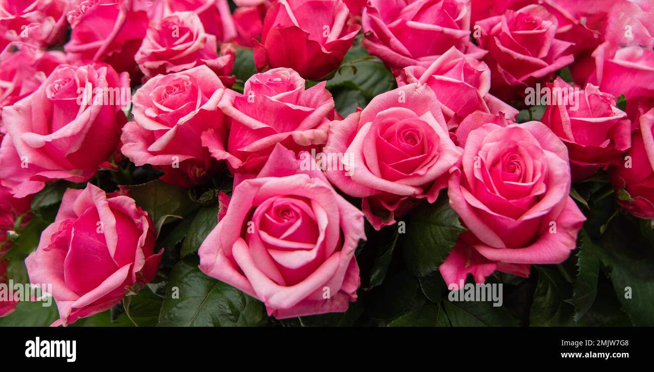 Grande dono fiore rose bouquet in vacanza donna - giorno della mamma, San San Valentino e il 8 marzo Foto Stock