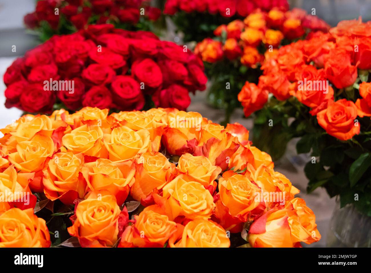 Incantevoli rose olandesi rosse e rosa con canna lunga nel negozio di fiori. Grande mazzo di fiori regalo in vacanza donna - giorno della mamma, San San Valentino e 8 m. Foto Stock