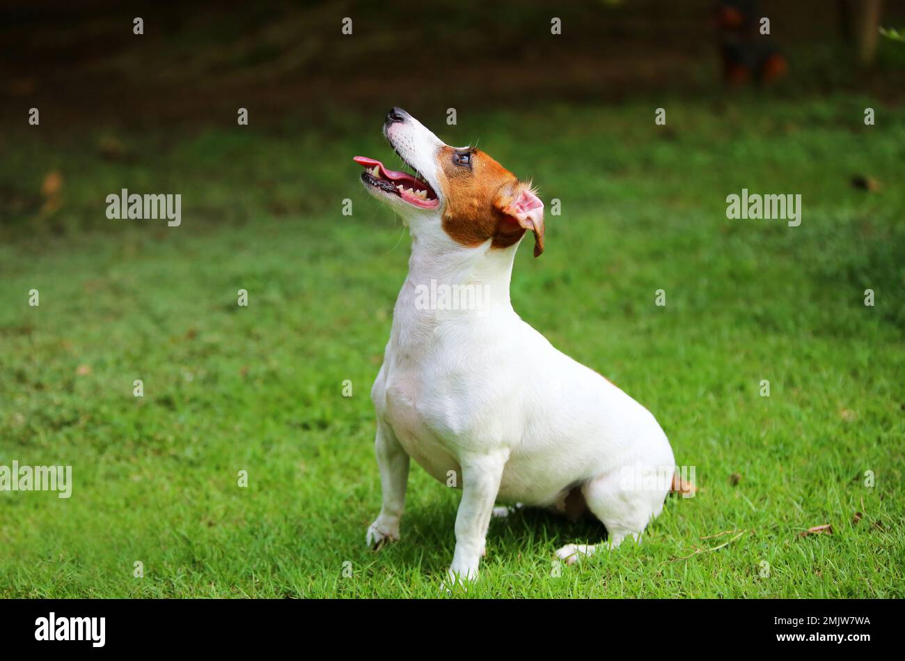 Jack Russell Terrier seduto e in attesa di ordine dal proprietario al parco. Cane sorridente. Foto Stock