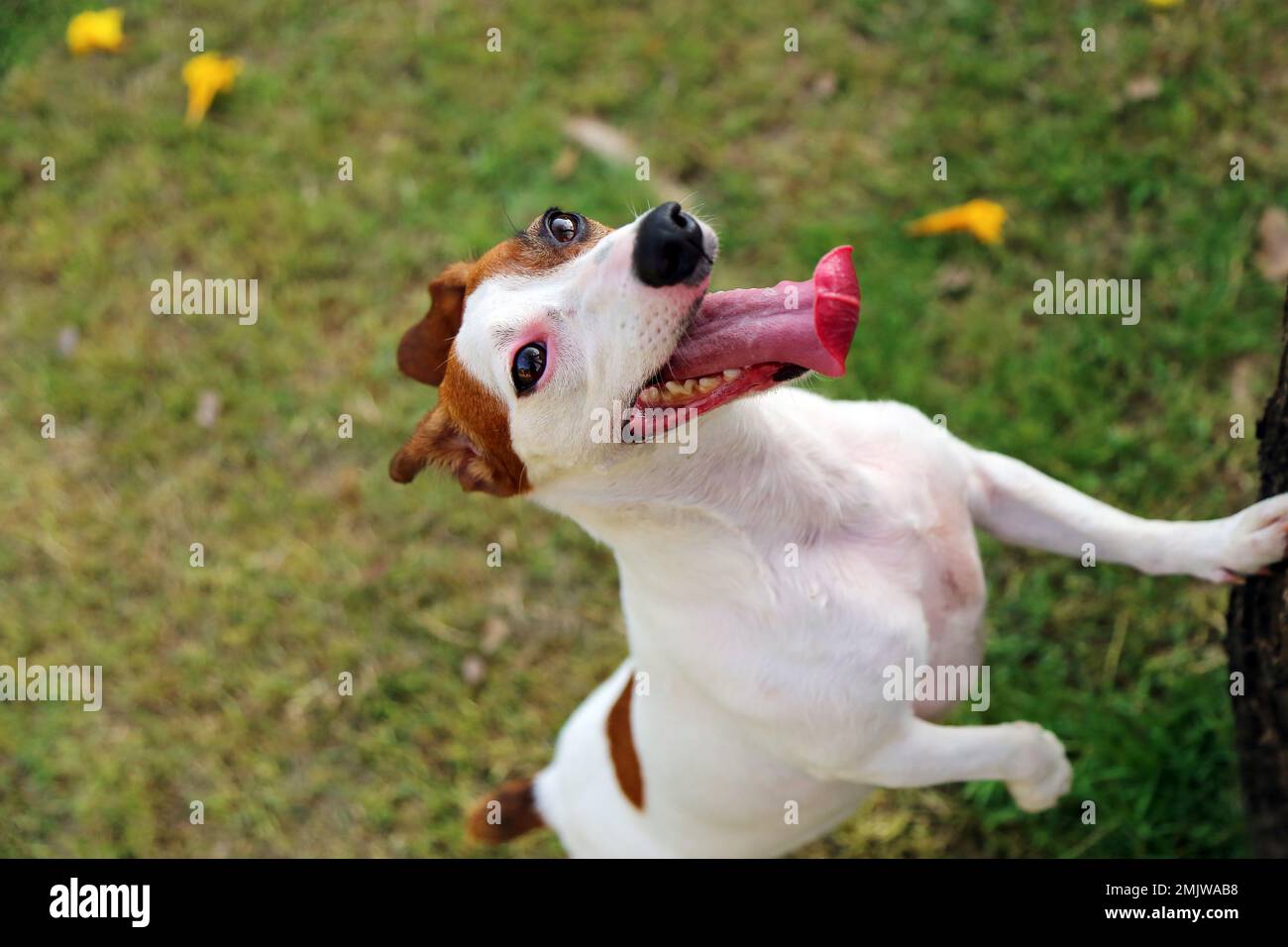 Jack Russel Terrier prova a salire per la caccia di un piccolo animale selvaggio fuga su un albero. Cane che gioca al parco. Cane sorridente. Foto Stock