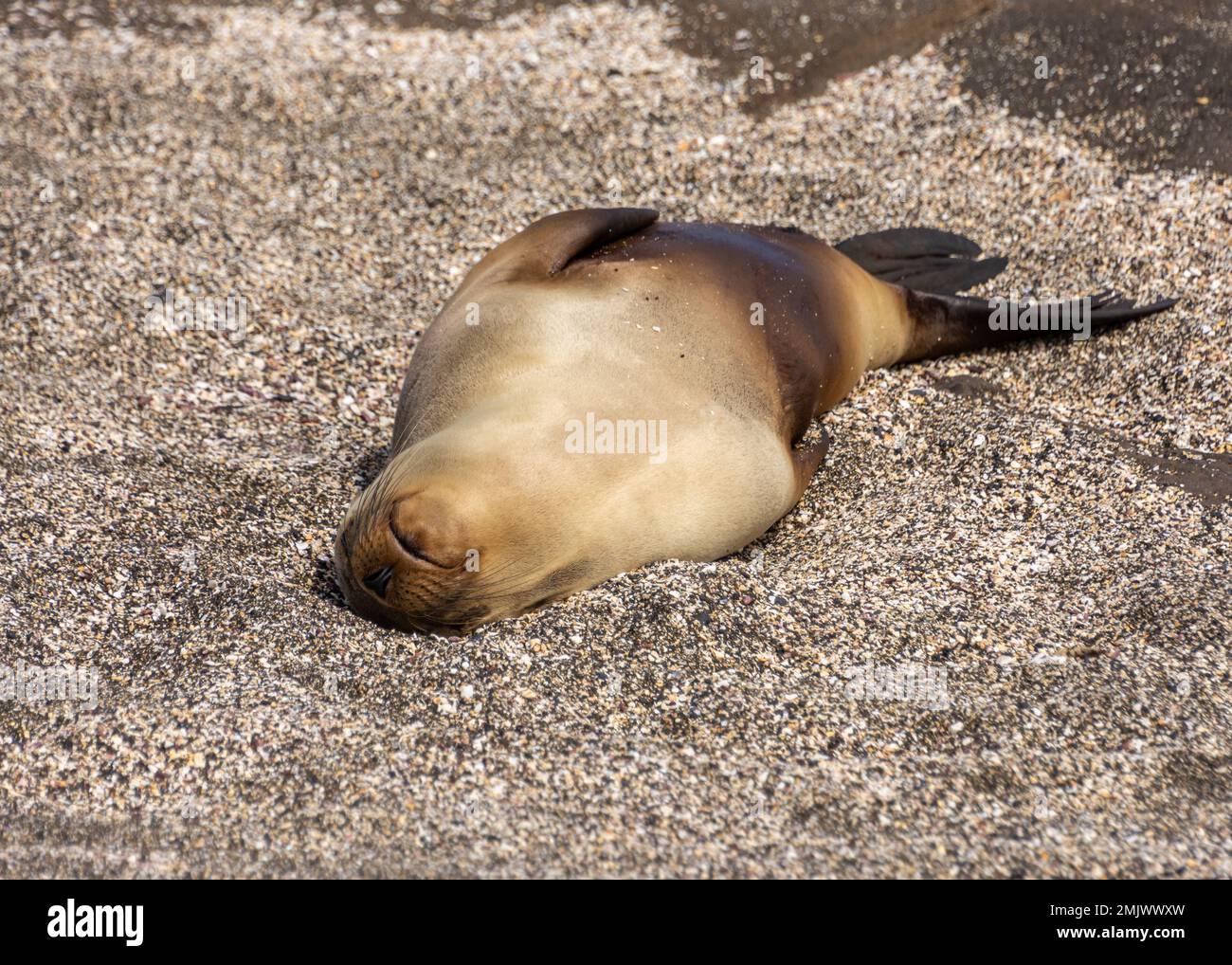 Un leone di mare che dorme sulla spiaggia sull'isola di Santiago (Isla Santiago) nelle Galapagos, Ecuador. Foto Stock