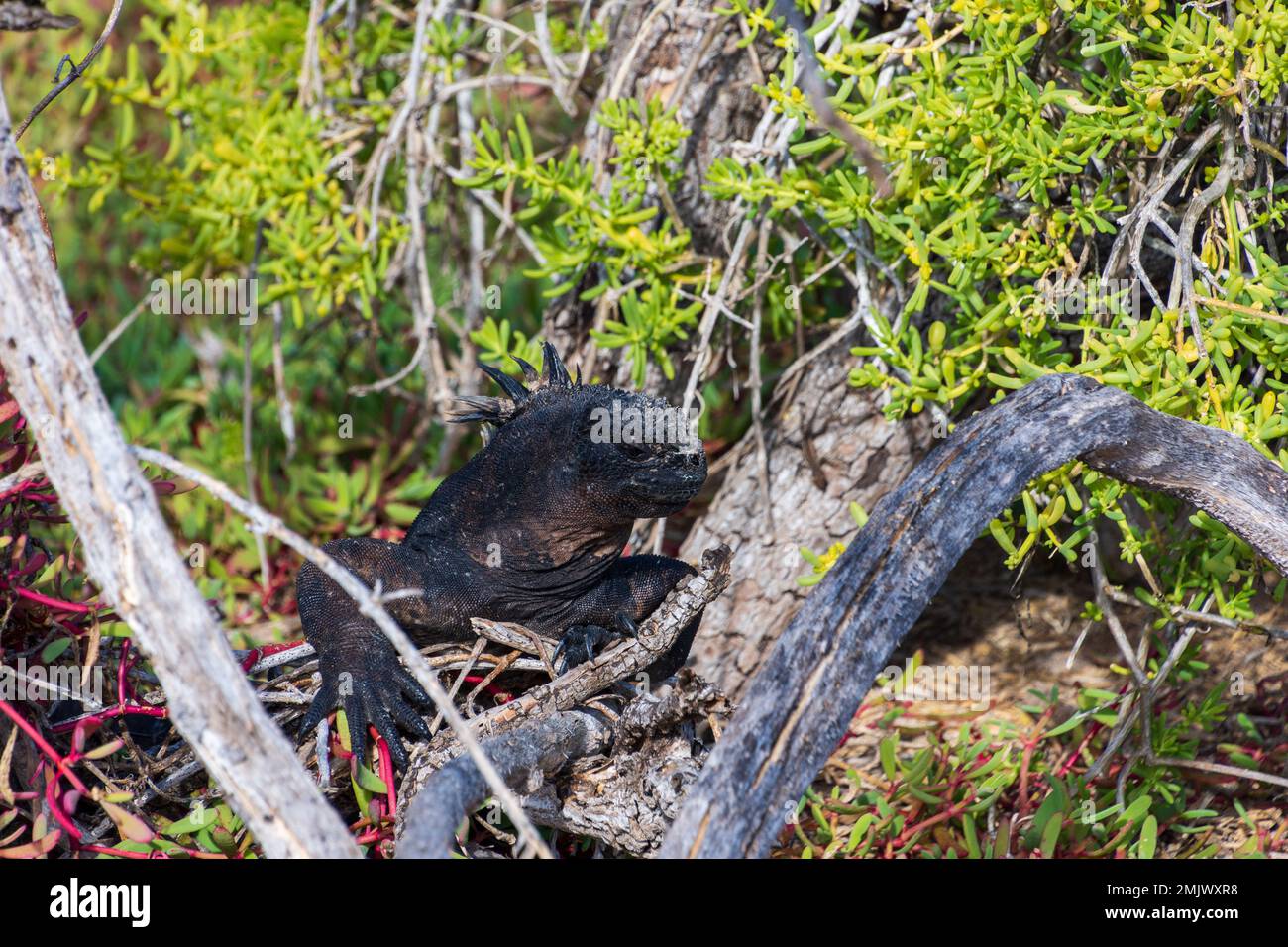 Un iguana marina arroccato su un ramo dell'albero sull'isola di Santa Cruz (Isla Santa Cruz) nelle Galapagos, Ecuador. Foto Stock