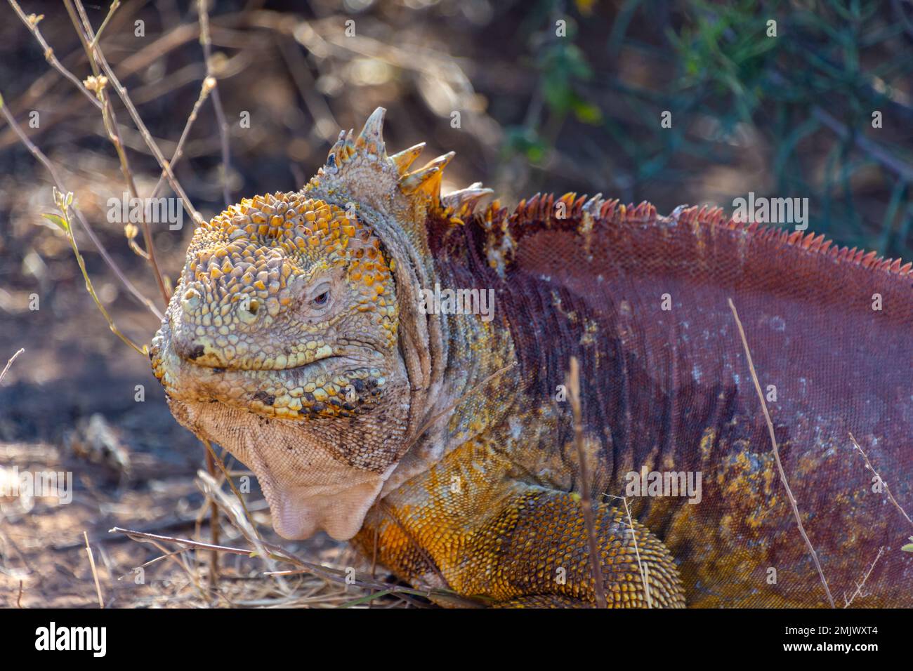 Una iguana di terra sull'isola di Santa Cruz (Isla Santa Cruz) nelle Galapagos, Ecuador. Foto Stock