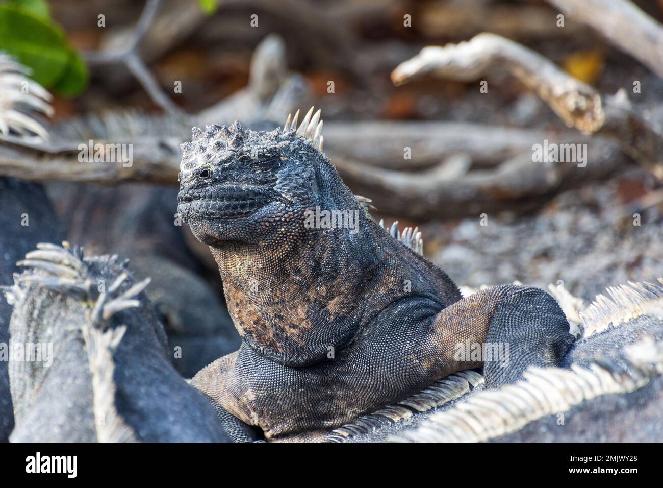 Un iguana marina si crogiola al sole sull'isola di Fernandina (Isla Fernandina), nelle Galapagos, Ecuador. Foto Stock