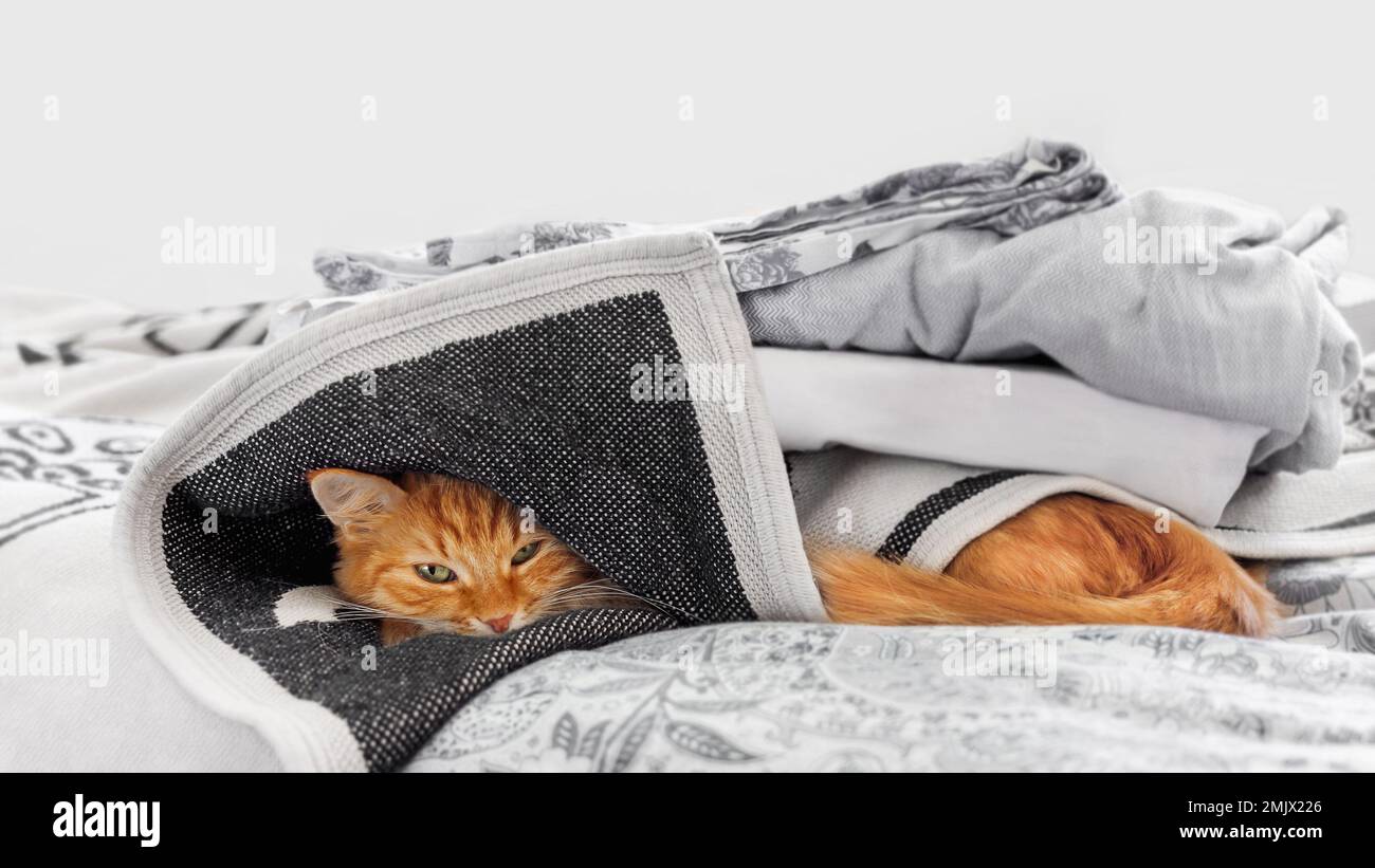 Carino zenzero gatto dorme a letto. Soffici pelli di animali domestici sotto un mucchio di coperte. L'animale domestico sta provando a mantenere caldo. Foto Stock