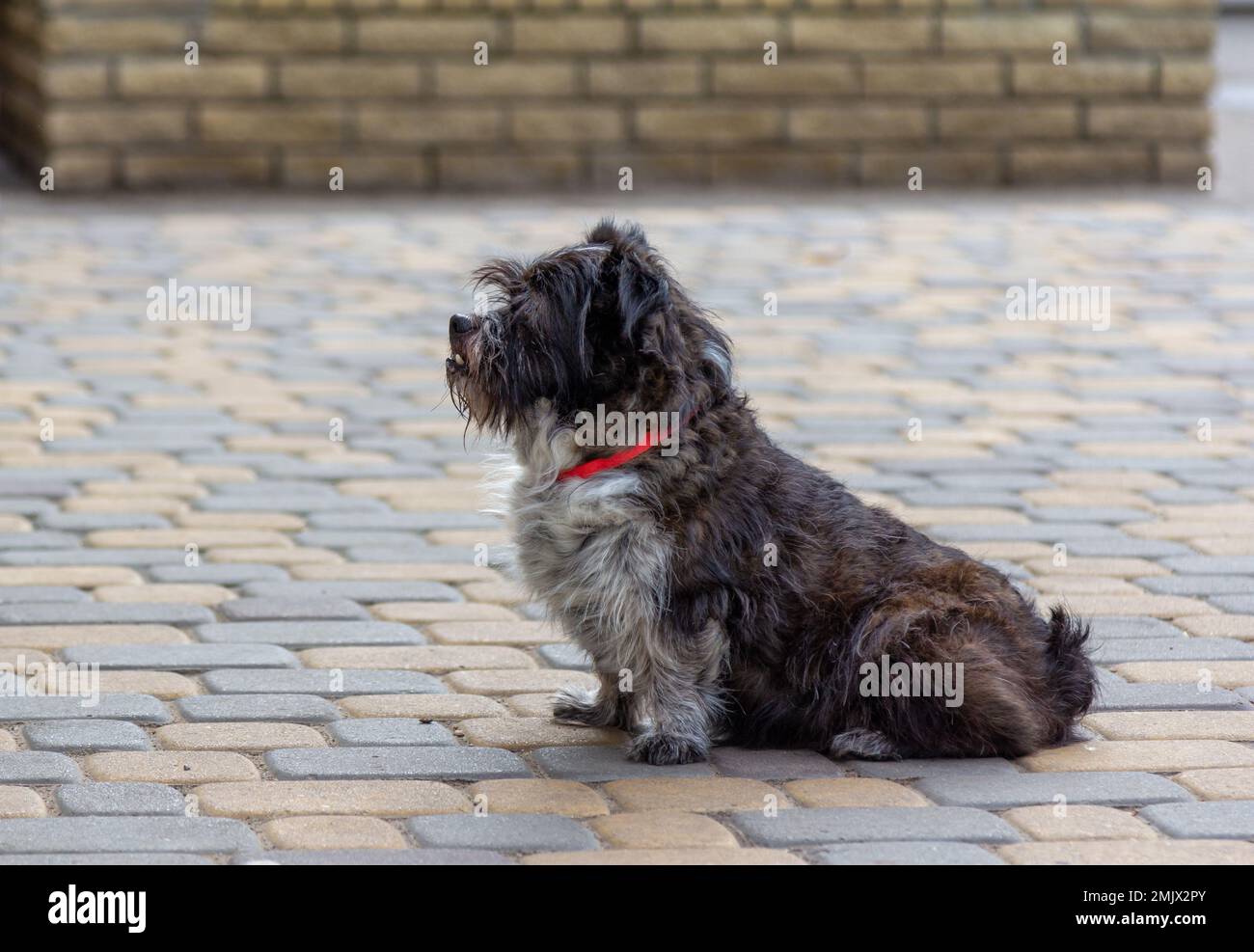 Divertente vecchio cane nero morbido seduto e in attesa all'aperto Foto Stock