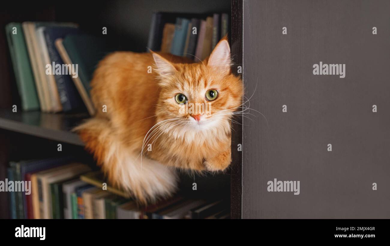 Gatto zenzero curioso su libreria. Soffice animale domestico che fissava la macchina fotografica dallo scaffale della libreria. Animale domestico divertente tra i libri. Casa accogliente. Foto Stock