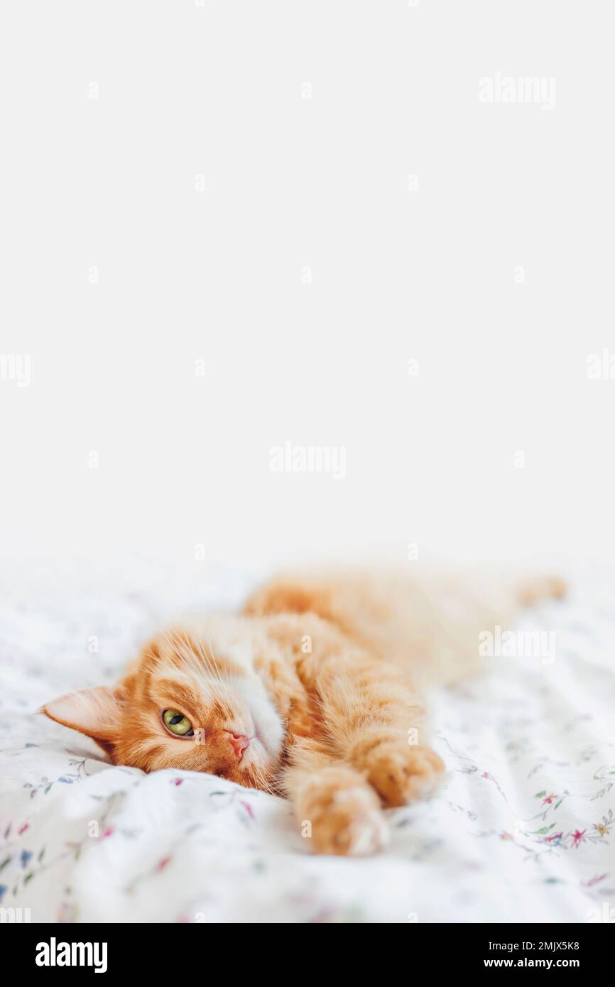 Carino zenzero gatto sdraiato a letto sotto coperta. Soffice animale domestico comodamente sistemato a dormire. Sfondo accogliente con spazio copia. Foto Stock