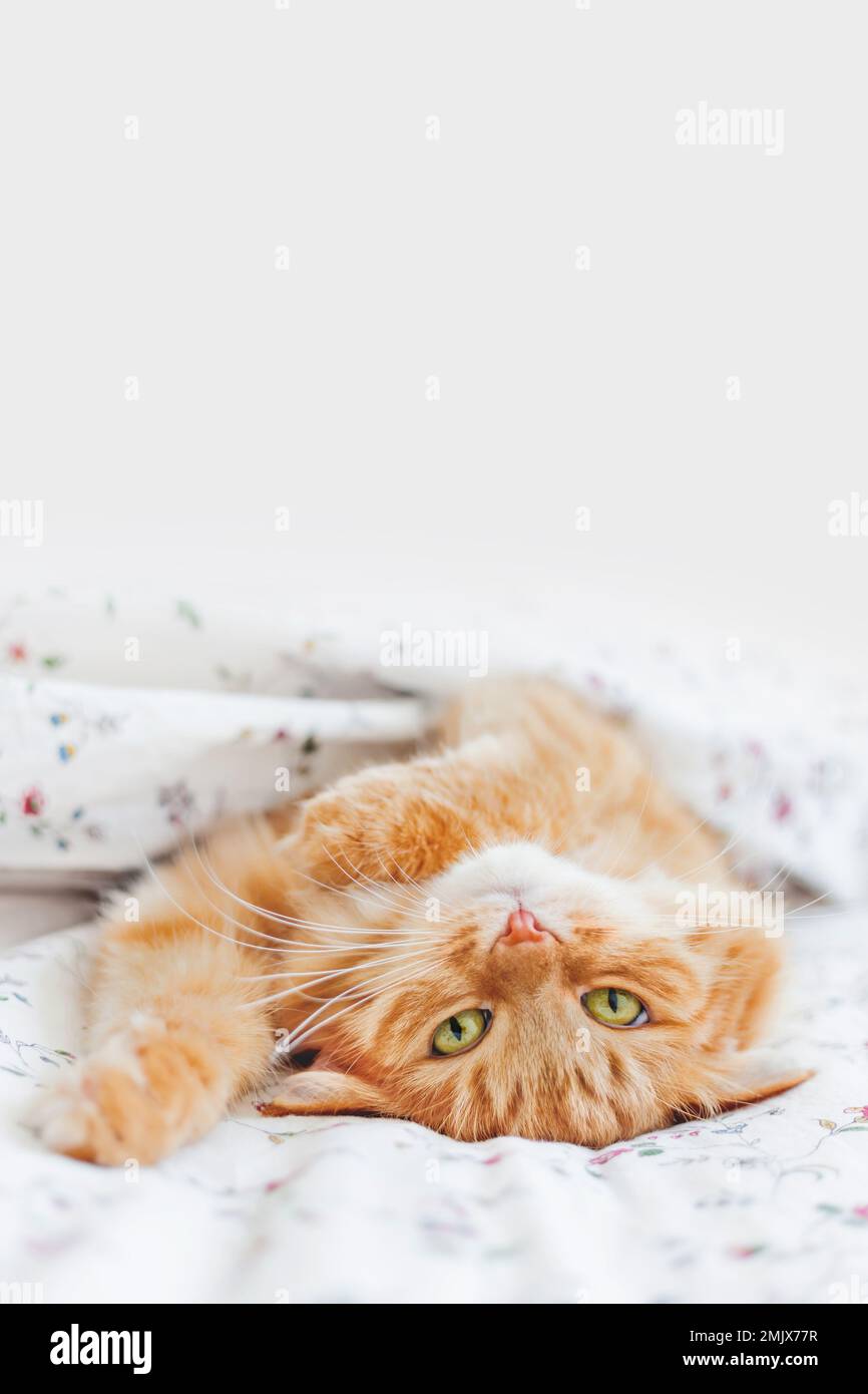 Carino zenzero gatto sdraiato a letto sotto coperta. Soffice animale domestico comodamente sistemato a dormire. Sfondo accogliente con spazio copia. Foto Stock