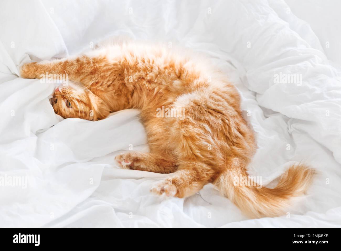 Carino zenzero gatto è stretching a letto. Gli animali domestici sono soffici e dorano su lenzuola bianche. Accogliente sfondo casa con animali domestici. Foto Stock