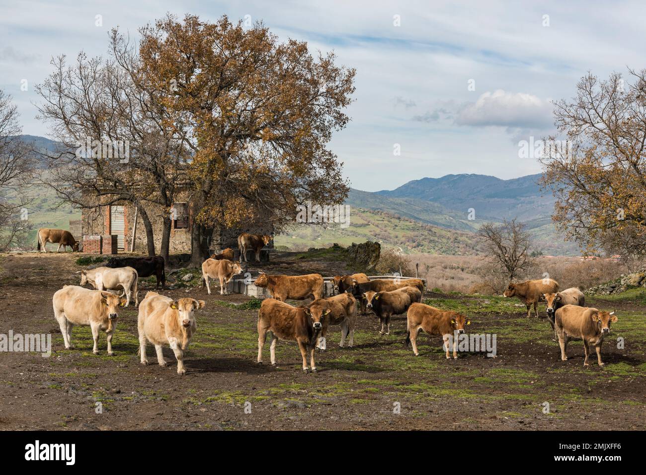 Una mandria di bestiame vicino ad un piccolo casale nella campagna siciliana vicino al paese di Bronte sulle pendici dell'Etna Foto Stock