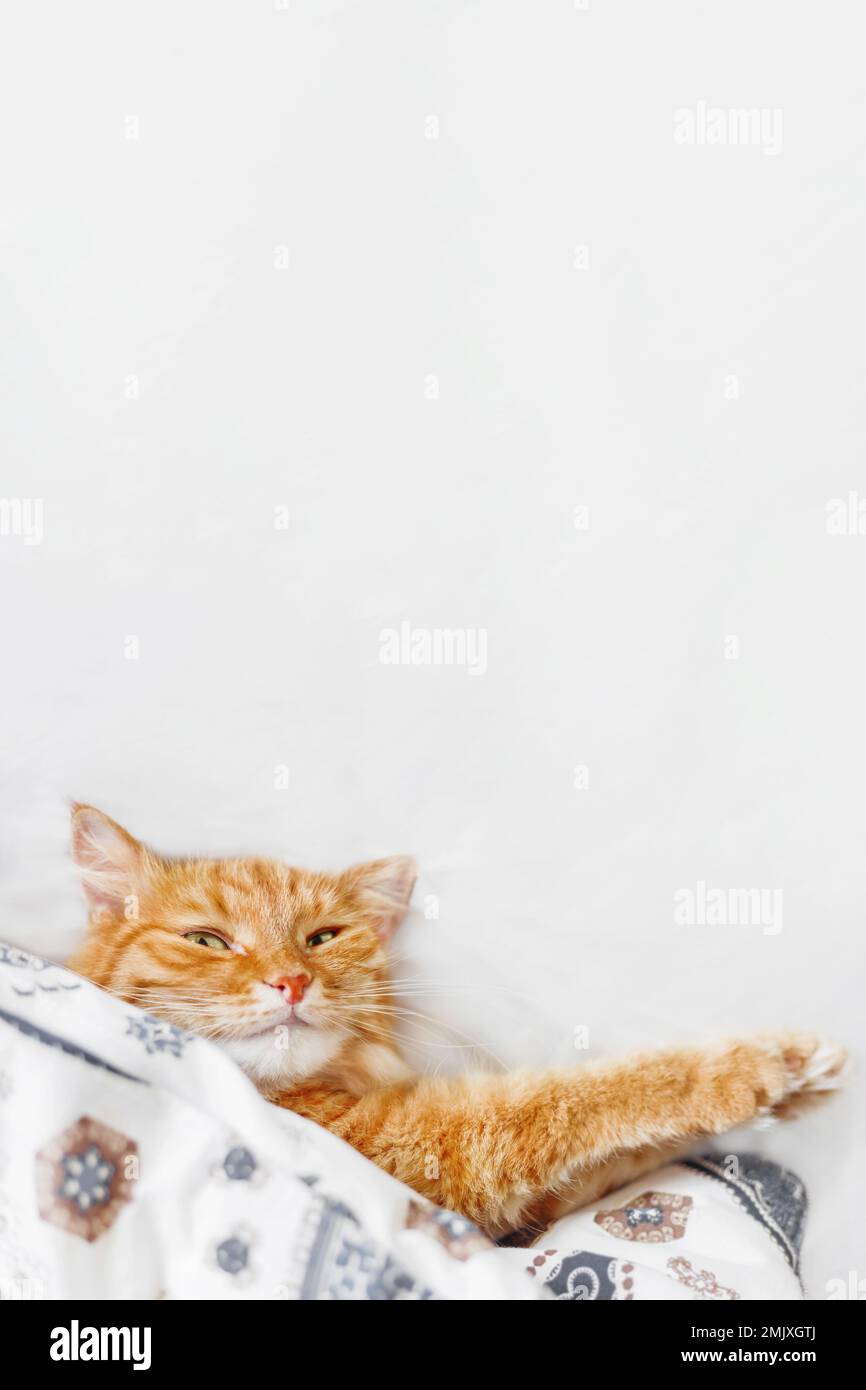 Vista dall'alto sul carino gatto zenzero sdraiato nel letto sotto coperta. Soffice animale domestico comodamente sistemato a dormire. Sfondo accogliente casa con divertente animale domestico e spazio copia. Foto Stock