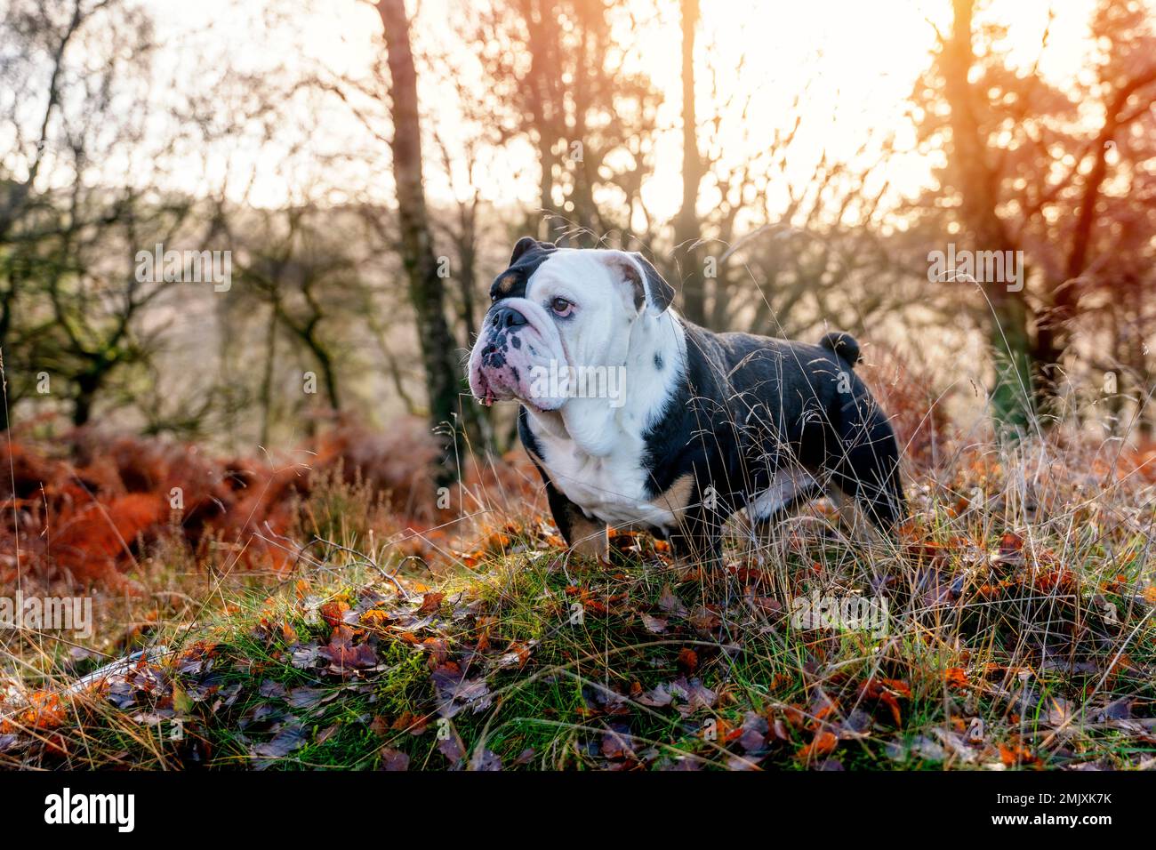 Nero tricolore divertente inglese britannico Bulldog Dog out per una passeggiata guardando in su seduto in erba nella foresta in autunno giorno di sole al tramonto Foto Stock