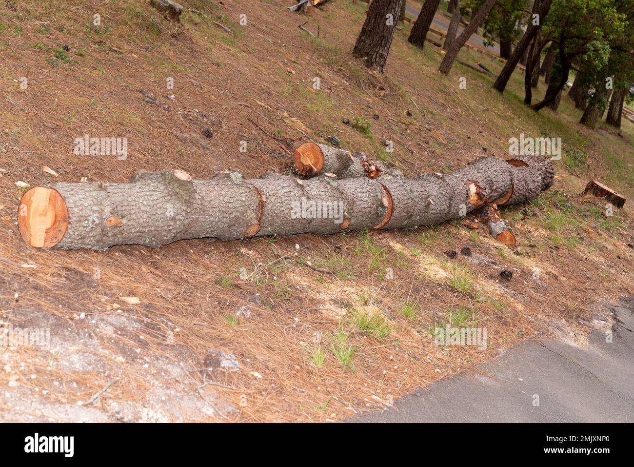 Albero tagliato in giù sul pavimento dei pini della foresta Foto Stock