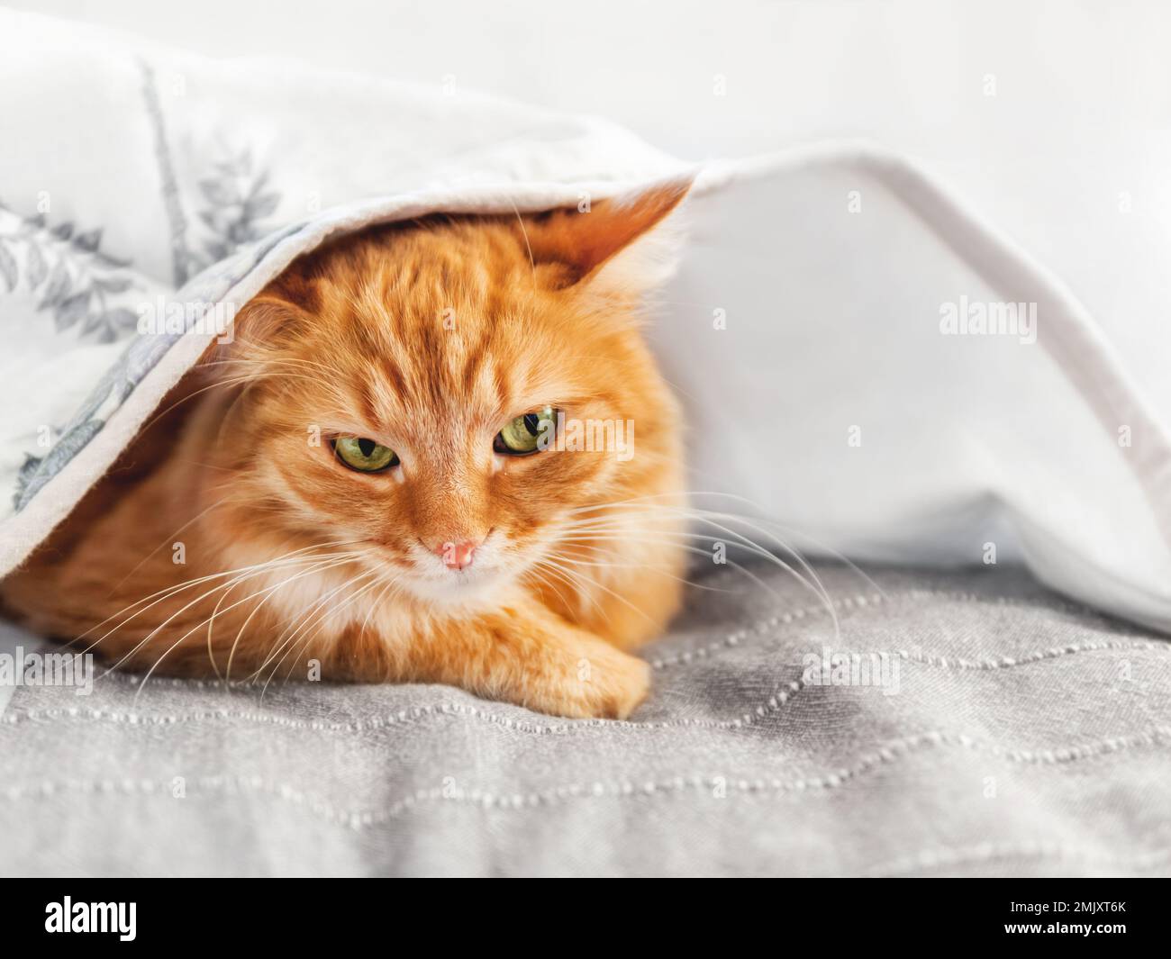 Gatto zenzero dispiaciuto si nasconde sotto coperta. Il soffice animale domestico è triyng per mantenere il calore. Accogliente sfondo casa in stagione fredda senza riscaldamento centrale. Foto Stock