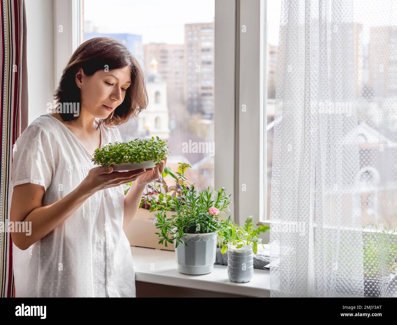 La donna si prende cura di piante e microgreens domestici sul davanzale. Coltivazione di basilico organico commestibile, rucola, microgredo di cavolo per una sana alimentazione. Foto Stock