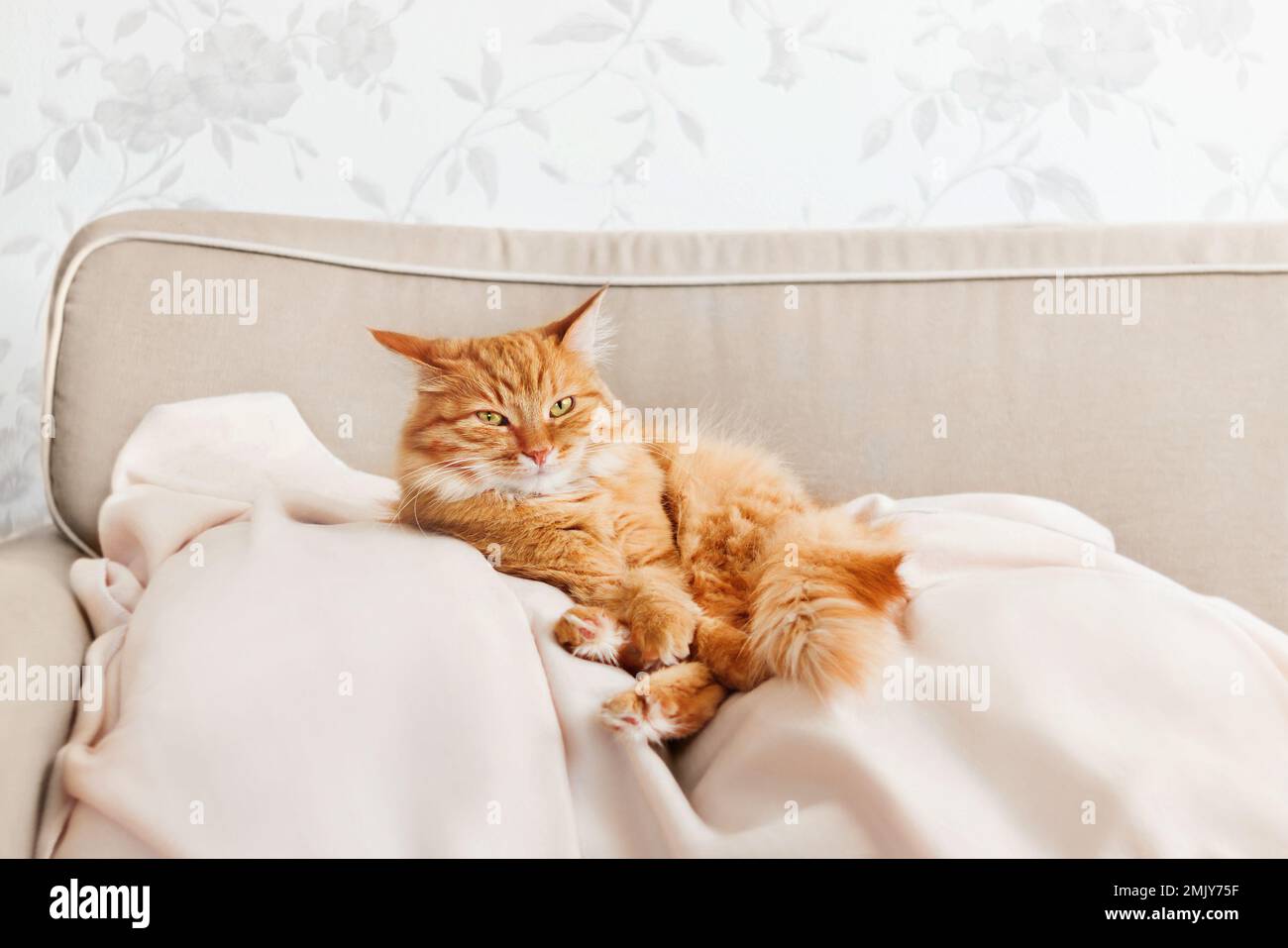 Carino gatto zenzero è sdraiato sul lettino beige. Soffice animale domestico comodamente sistemato per dormire su coperta. Accogliente sfondo casa con animali domestici. Foto Stock