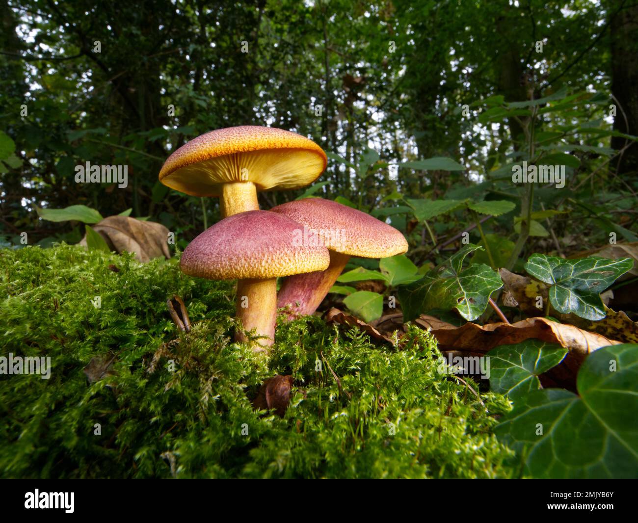 Funghi di Tricholomopsis rutilans, comunemente denominati "prugne e crema pasticcera" Foto Stock