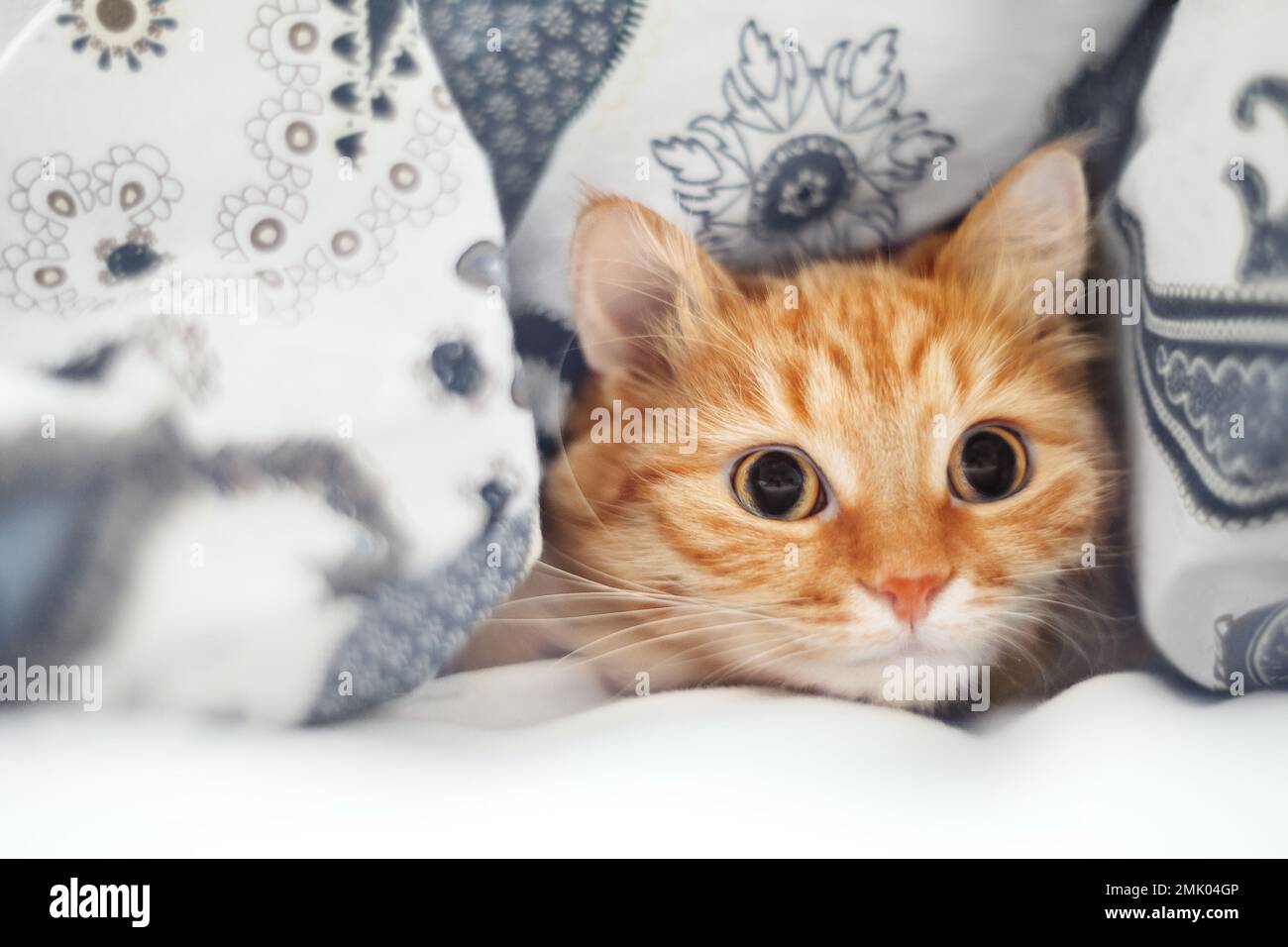 Carino zenzero gatto è sdraiato a letto sotto una coperta. Soffice animale domestico comodamente sistemato a dormire. Sfondo accogliente casa con animale domestico divertente. Foto Stock