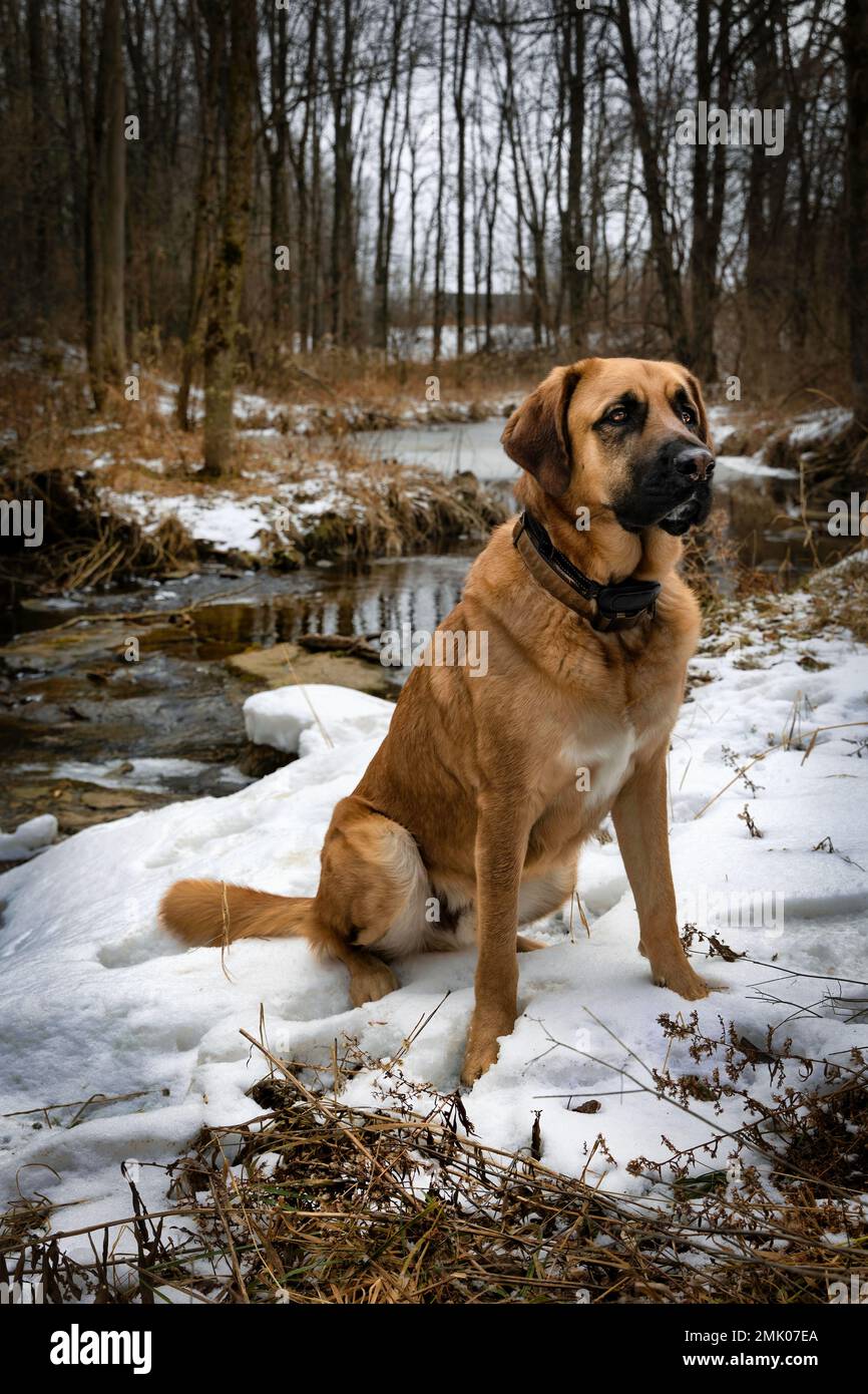 Si tratta di un Saint Bernard mix, chiamato Moose, seduto in una foresta vicino Manitowoc, Wisconsin. Foto Stock