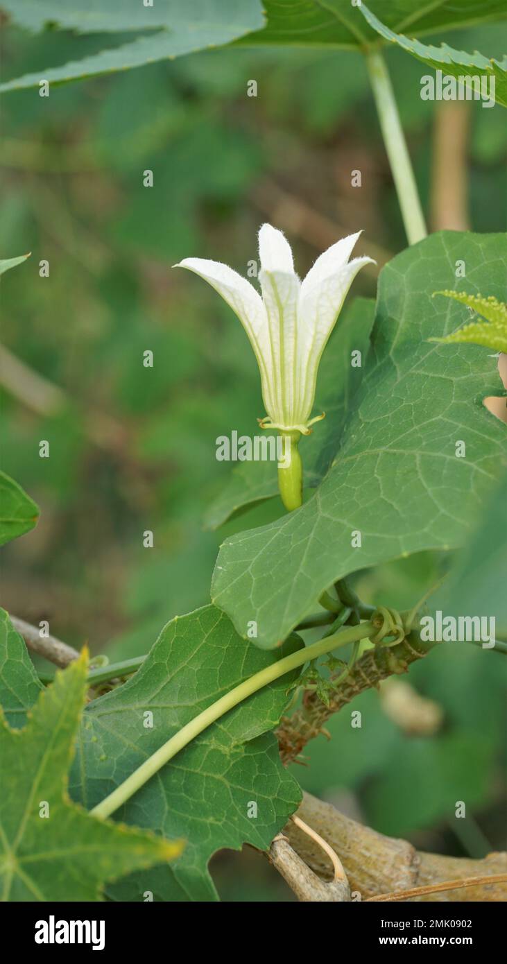 Bei fiori bianchi di Coccinia grandis anche conosciuto come edera, zucca piccola o scarlatta, rashmato ecc È un vegetale commestibile negli stati indiani. Foto Stock