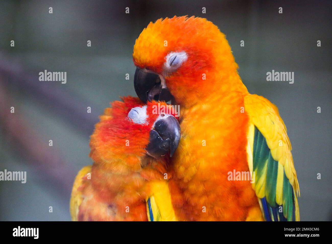 Yangon, Myanmar. 28th Jan, 2023. Le conure del sole sono viste ai giardini zoologici in Yangon, Myanmar, 28 gennaio 2023. Credit: MYO Kyaw Soe/Xinhua/Alamy Live News Foto Stock