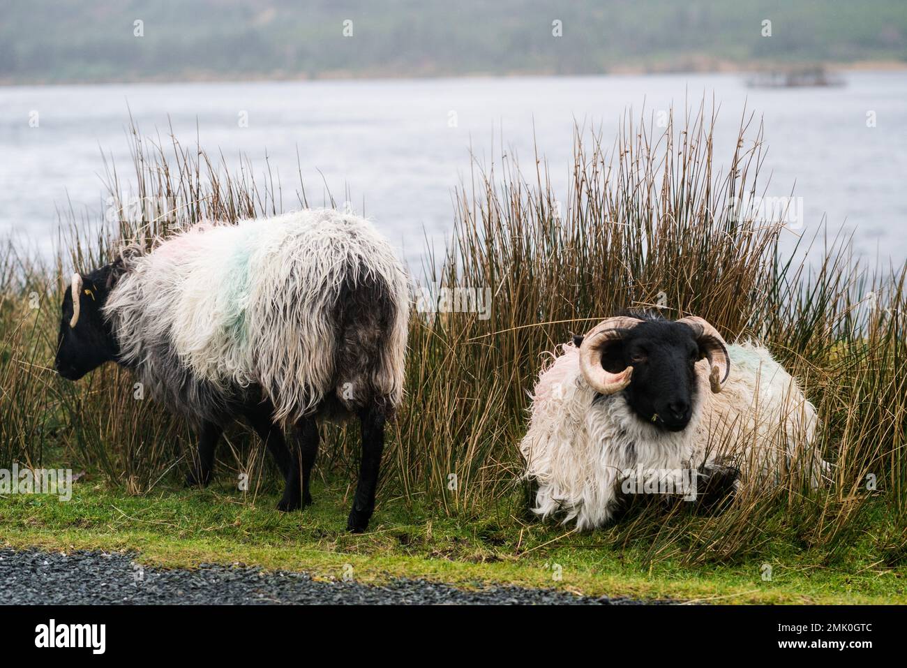 Pecora nella regione di Connemara in Irlanda Foto Stock