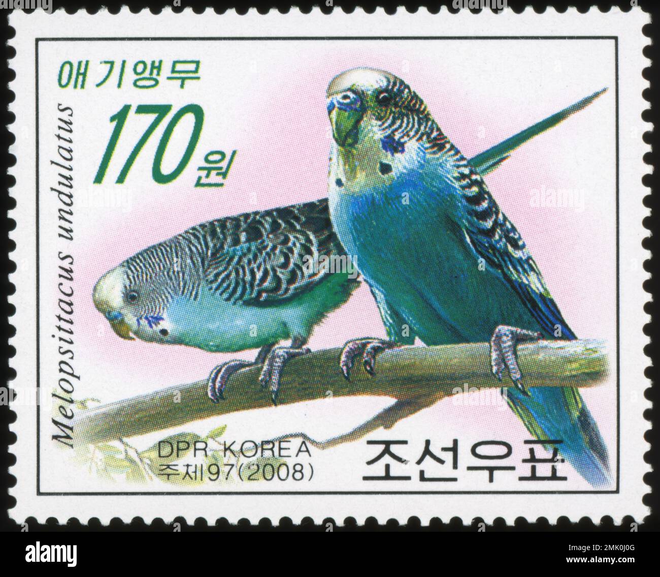 2008 francobollo della Corea del Nord con un paio di budgerigi (Melopsittacus undulatus) appollaiati su un ramo. Foto Stock