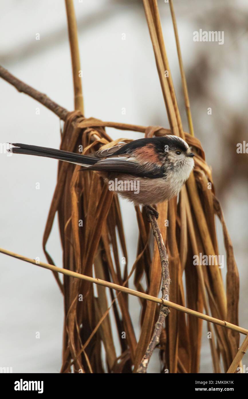 Un Tit a coda lunga che si erosa su alcune canne alla riserva naturale di Fen Drayton nel Cambridgeshire Inghilterra Foto Stock