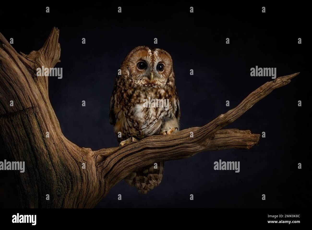 Gufo maculato appollaiato in una foresta britannica, che mostra il suo piumaggio marrone screziato, il viso rotondo e gli occhi scuri distintivi. Foto Stock