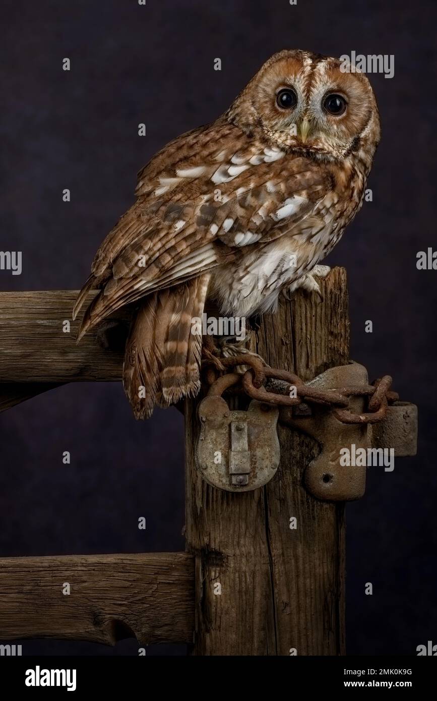 Gufo maculato appollaiato in una foresta britannica, che mostra il suo piumaggio marrone screziato, il viso rotondo e gli occhi scuri distintivi. Foto Stock
