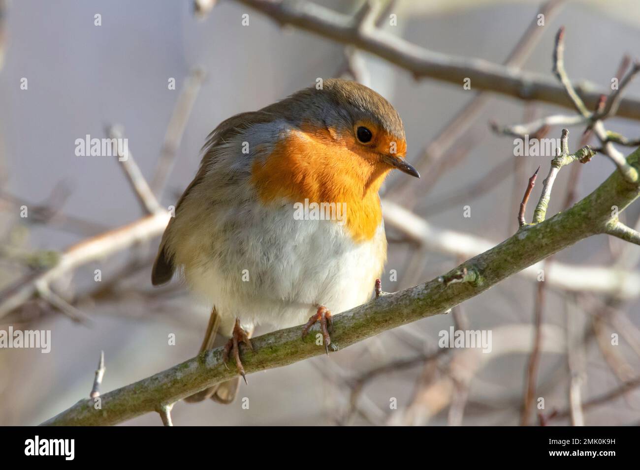 Un Robin europeo in cerca di cibo presso i laghi a Fen Drayton a Cambridge shire Inghilterra, gennaio 2023 Foto Stock