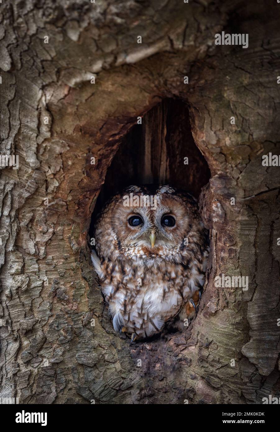 Gufo maculato appollaiato in una foresta britannica, che mostra il suo piumaggio marrone screziato, il viso rotondo e gli occhi scuri distintivi. Foto Stock
