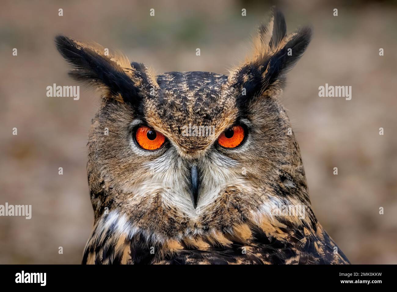Goffredo eurasiatico, Bubo bubo, un grande gufo potente con occhi arancioni sorprendenti, ciuffi auricolari prominenti e piumaggio dettagliato. Foto Stock