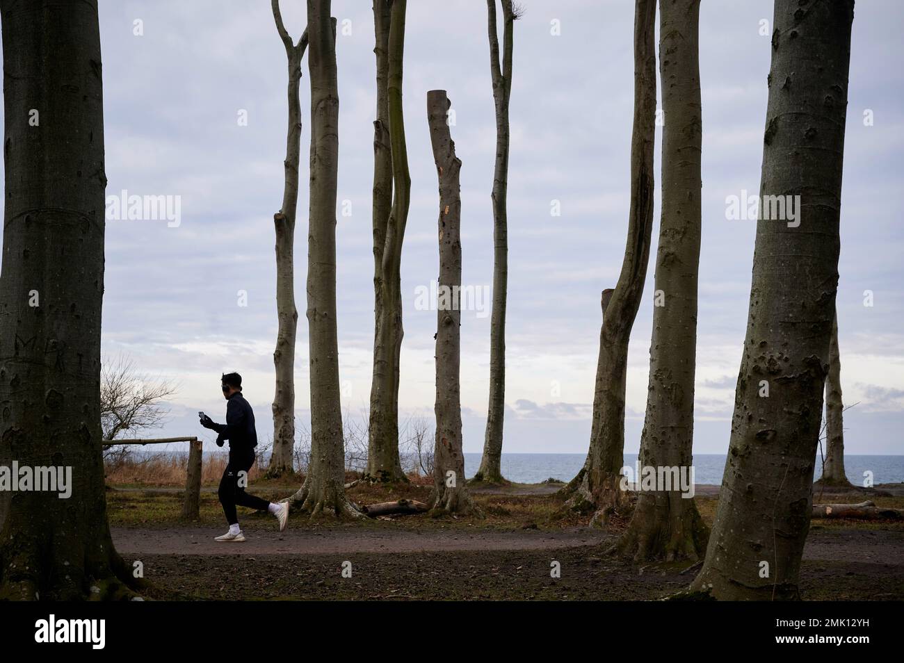 Nienhagen, Germania. 28th Jan, 2023. Nella cosiddetta "foresta fantasma" nella località baltica di Nienhagen (quartiere di Rostock), un pareggiatore corre sul sentiero della scogliera sopra. La piccola area boschiva con i suoi alberi a forma di vento marino è una meta popolare per gli amanti della natura. Credit: Thomas Häntzschel/dpa/Alamy Live News Foto Stock