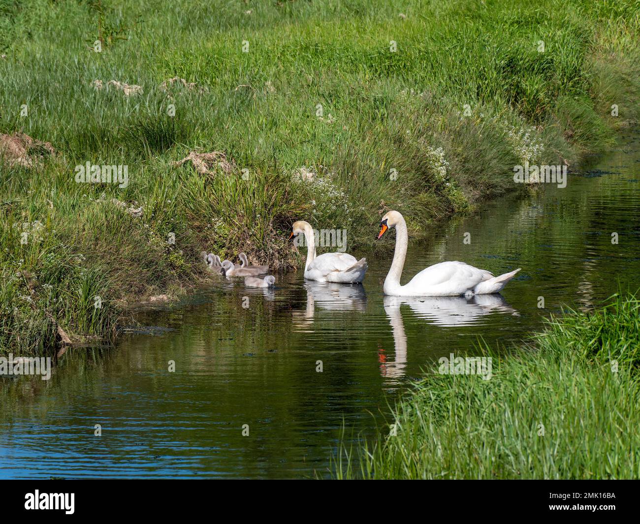 La famiglia del cigno. Due cigni con pulcini sul ruscello vicino alla riva. Uccelli in natura. Cigno bianco sull'acqua Foto Stock