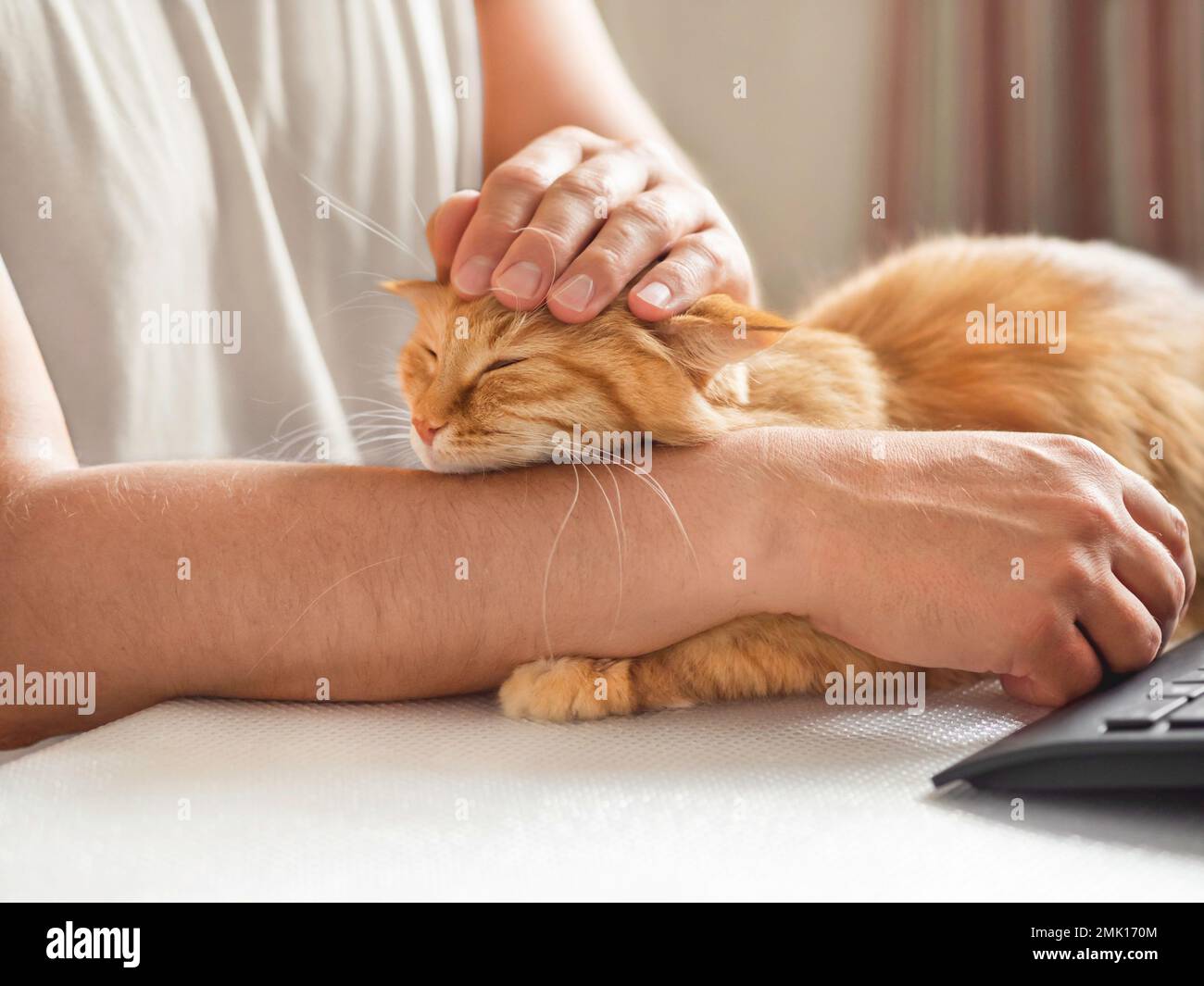 Uomo in maglietta gialla carino zenzero gatto. Ciuffi sonnolenti per animali domestici con piacere. Gli animali domestici hanno un sonnellino sul banco davanti alla tastiera del computer. Foto Stock