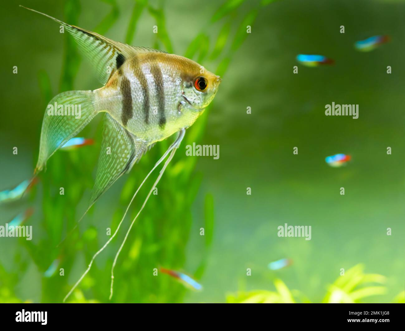 Pterophyllum scalare galleggiante o pesce angelo in vasca. Pesci d'acquario d'acqua dolce con squame lucente. Foto Stock
