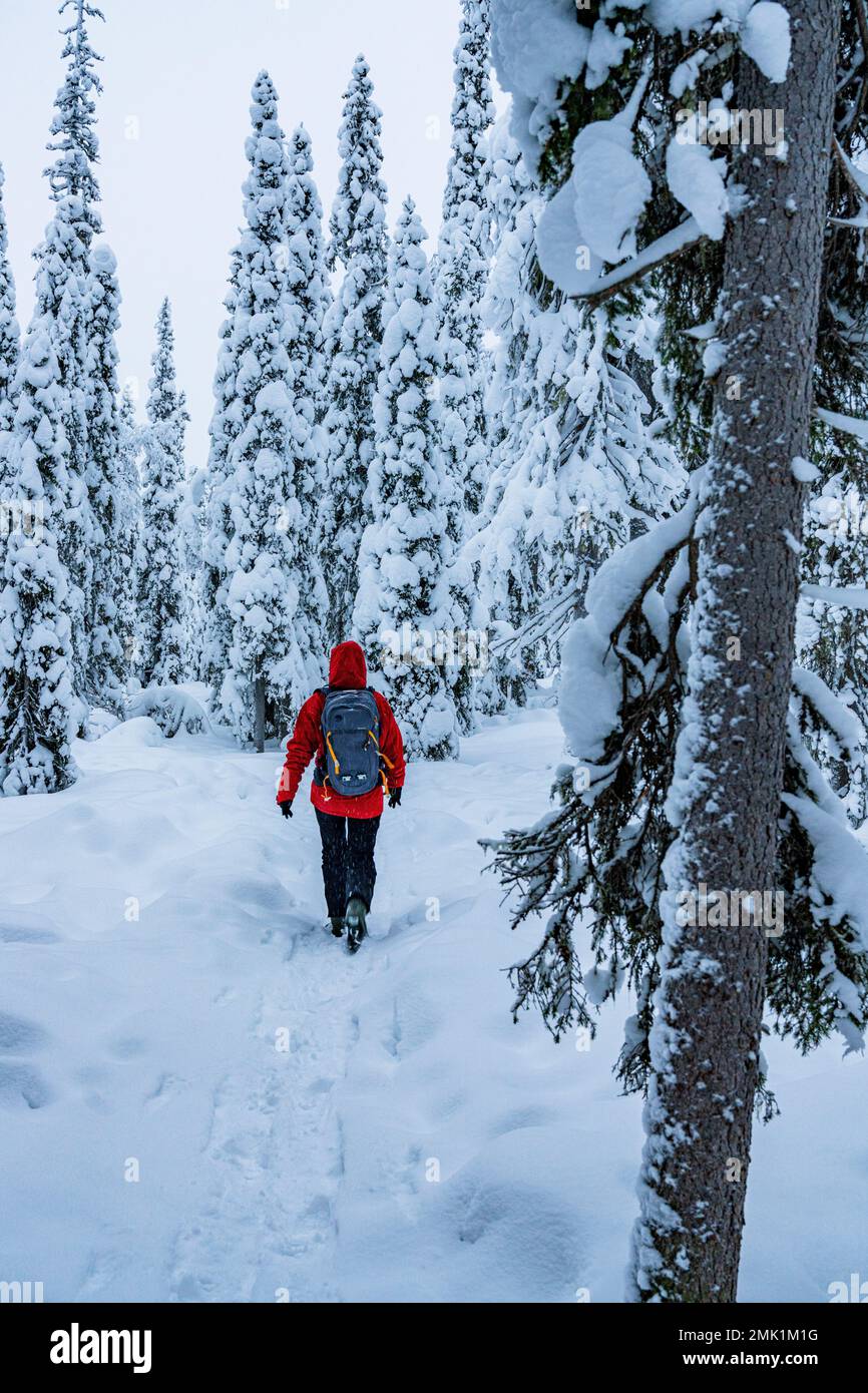 Donna con zaino che cammina nella foresta innevata, ISO Syote, Ostrobothnia settentrionale, Lapponia, Finlandia Foto Stock