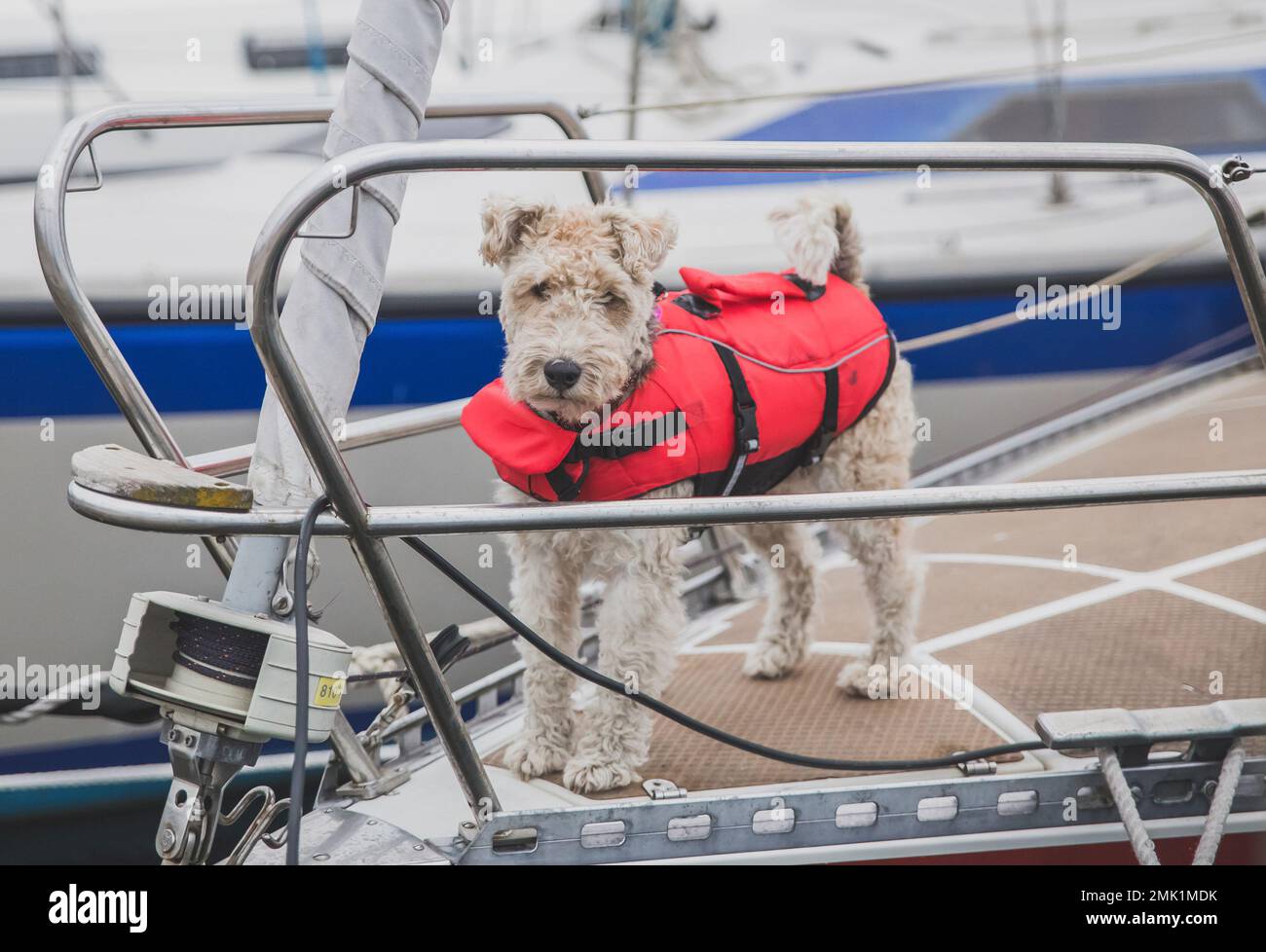 Cane di salvataggio in un giubbotto sulla prua della nave in Danimarca Foto Stock