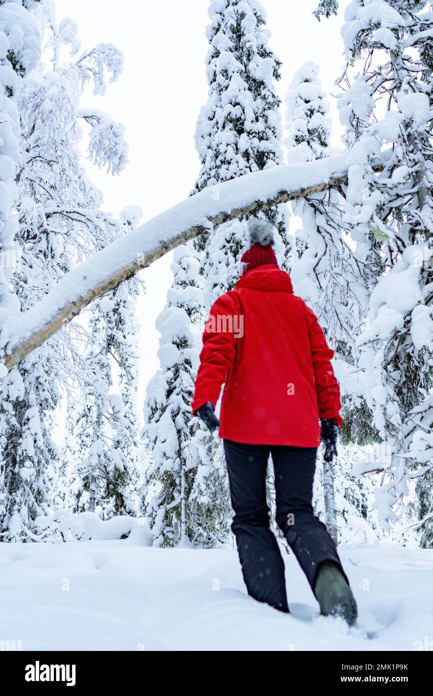 Donna che cammina nella neve profonda nel paesaggio invernale della Lapponia finlandese Foto Stock