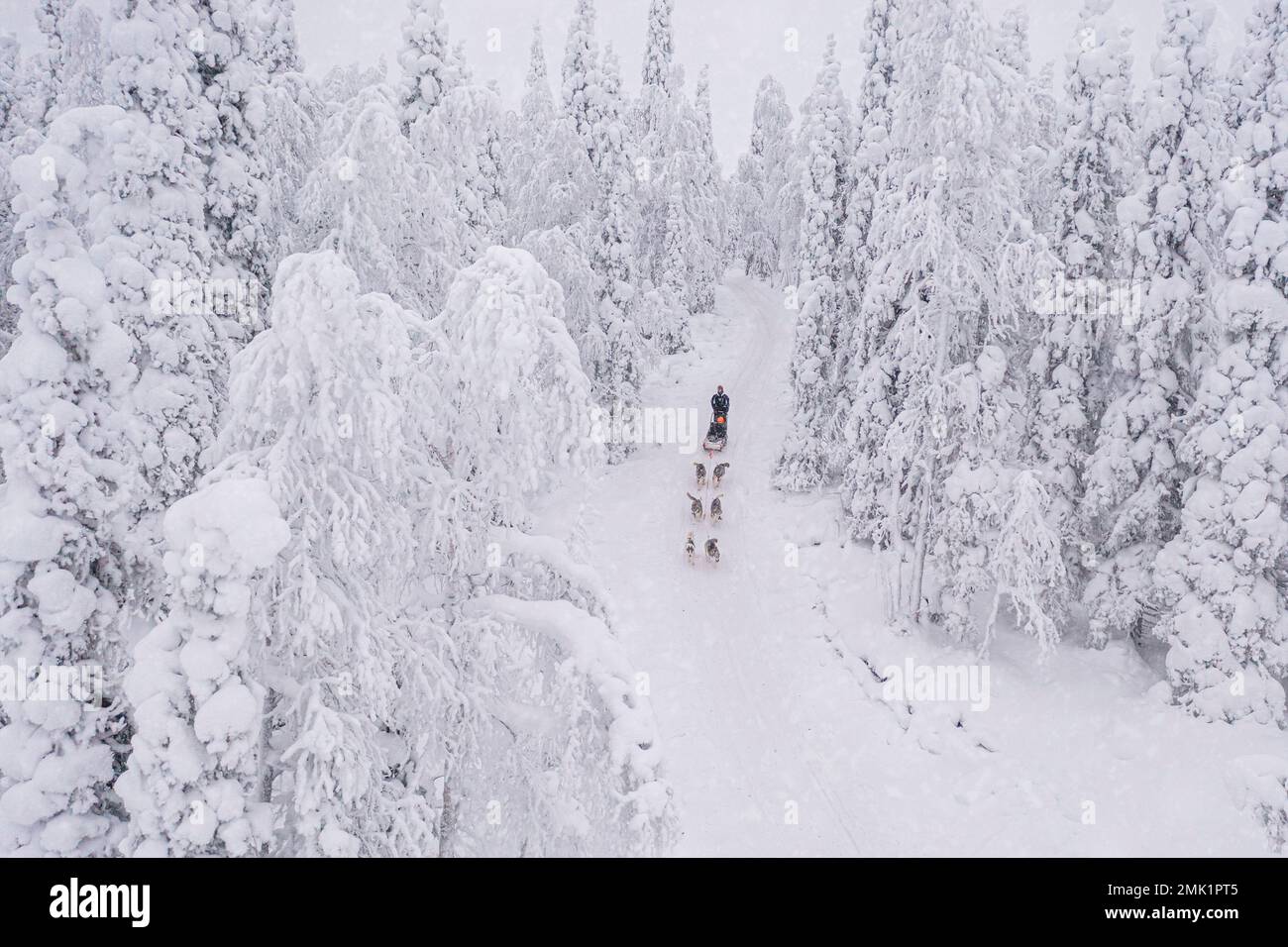 Vista dall'alto di persone che slittano con cani nella foresta innevata durante una nevicata invernale, Lapponia, Finlandia Foto Stock