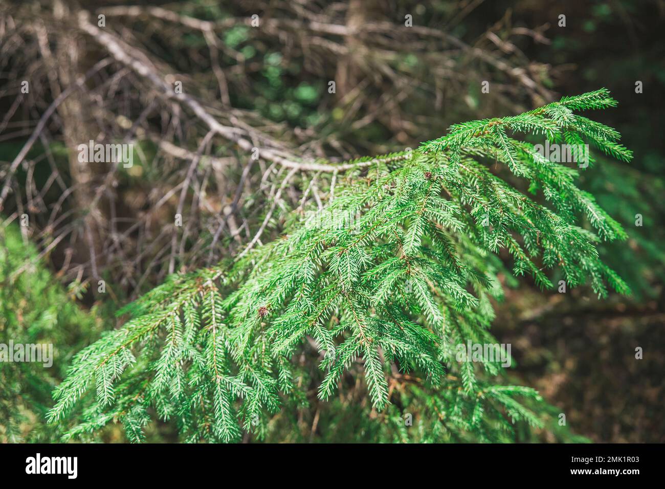 ramo vivo di conifere su un albero asciutto senza vita Foto Stock