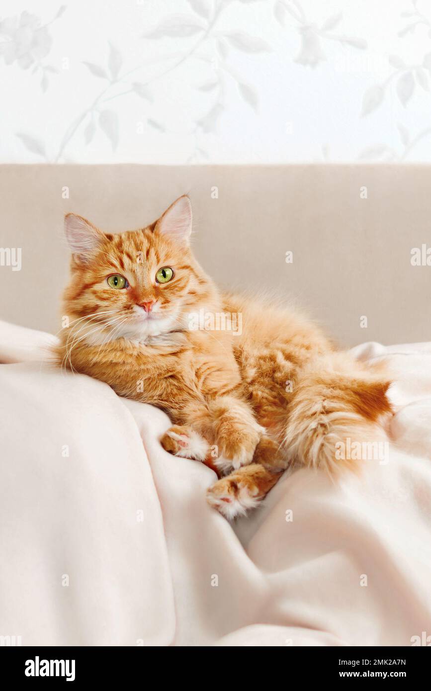 Carino gatto zenzero è sdraiato sul lettino beige. Soffice animale domestico comodamente sistemato per dormire su coperta. Accogliente sfondo casa con animali domestici. Foto Stock