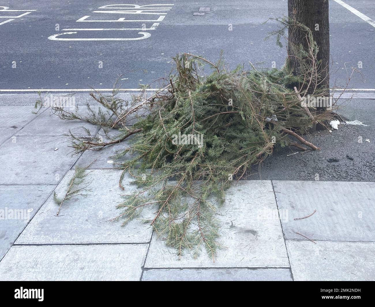 Gli alberi di Natale usati intorno al centro di Londra vengono scartati sulle strade e nei punti di raccolta. Immagine scattata il 2nd Gen 2022. © Belinda Jiao jiao.bilin@ Foto Stock