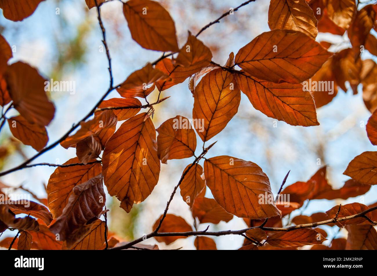 Faggio comune, Fagus sylvatica, foglie dorate in autunno dal basso, Olot, Catalogna, Spagna Foto Stock