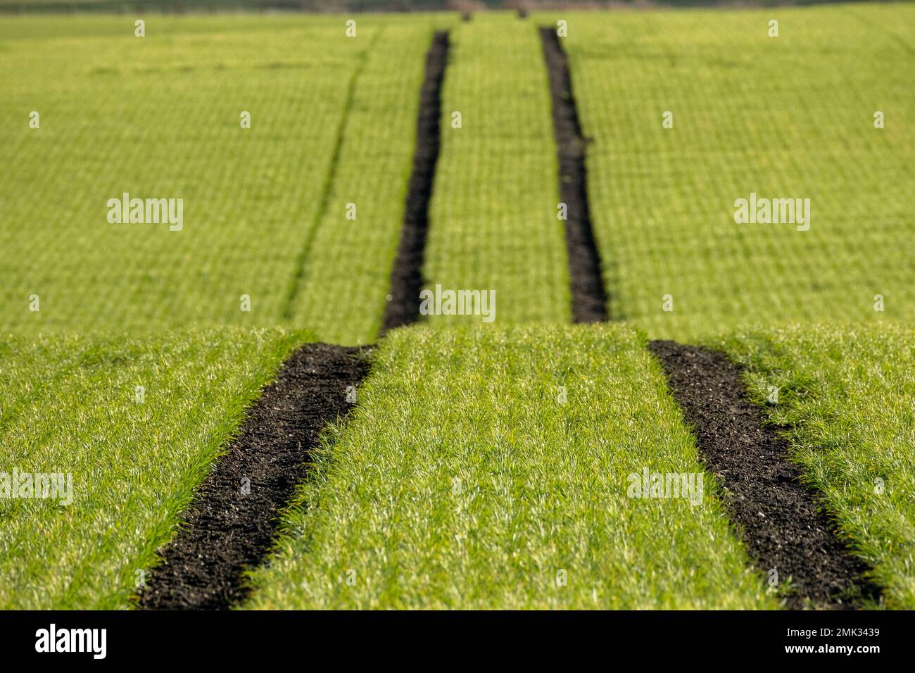 Il trattore cinge in un campo coltivato con un raccolto primaverile, West Lothian, Scozia Foto Stock
