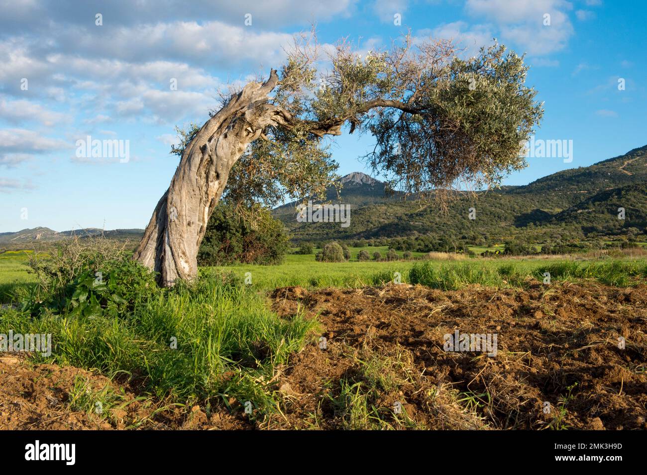 Olivo piegato dal vento sulla penisola di Karpaz Foto Stock