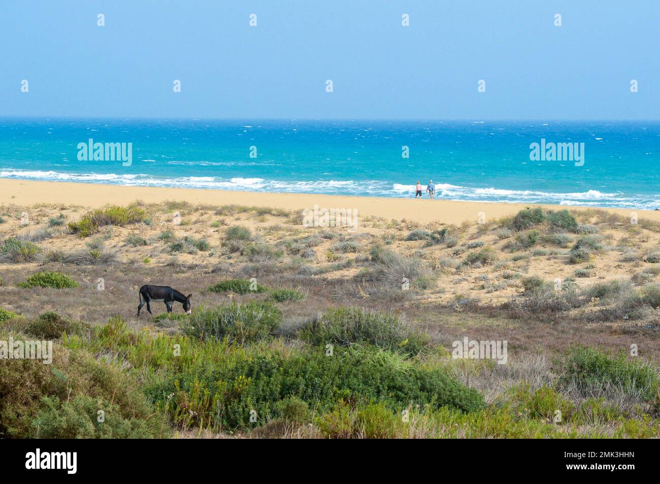 Un asino selvaggio alla spiaggia di Golden Sands sulla penisola di Karpasia nella penisola di Karpaz Foto Stock