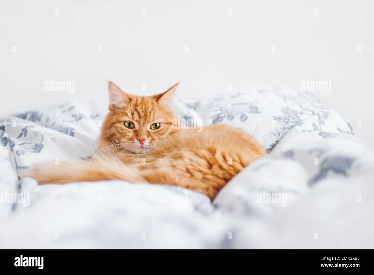 Gatto sonnolento zenzero è sdraiato a letto. Soffice animale domestico sulla biancheria in camera da letto illuminata dalla luce del sole. Accogliente sfondo casa. Foto Stock